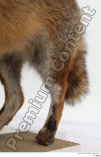 Red fox leg 0014.jpg